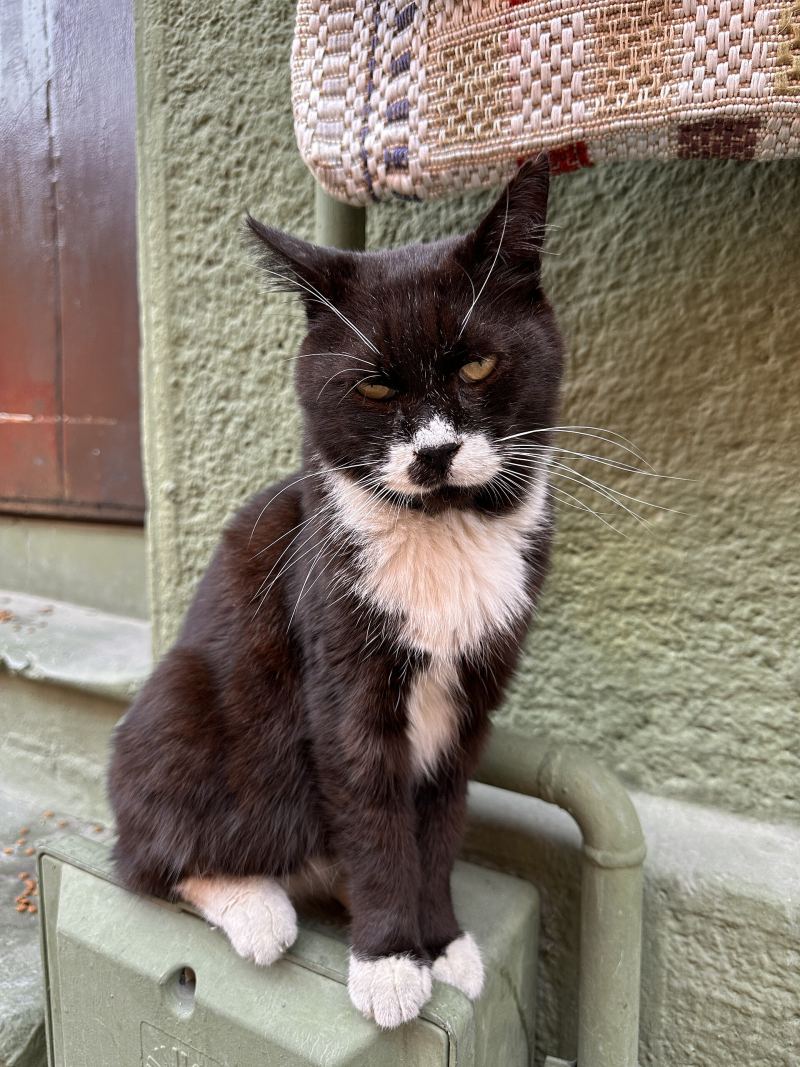 Eine schwarz-weiße Katze sitzt in Balat auf einem Metallkasten vor einer grünen Wand