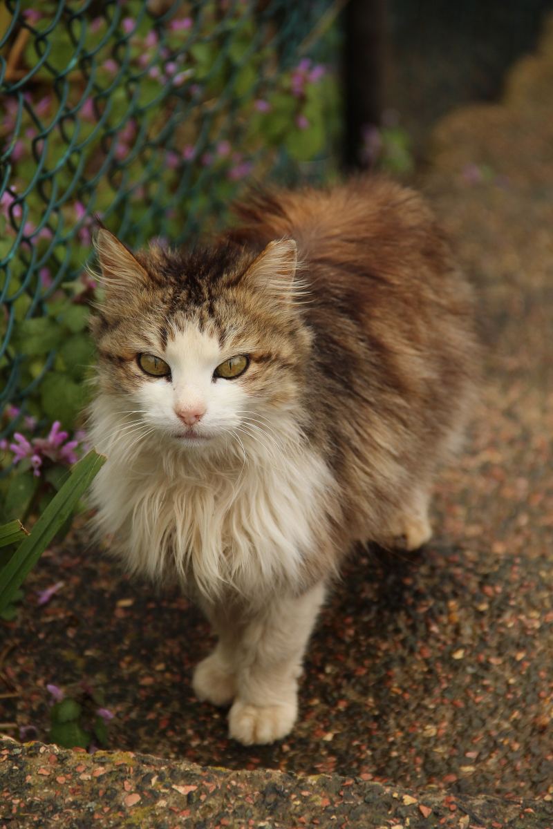 Eine langhaarige Katze zwischen Pflanzen auf Büyükada