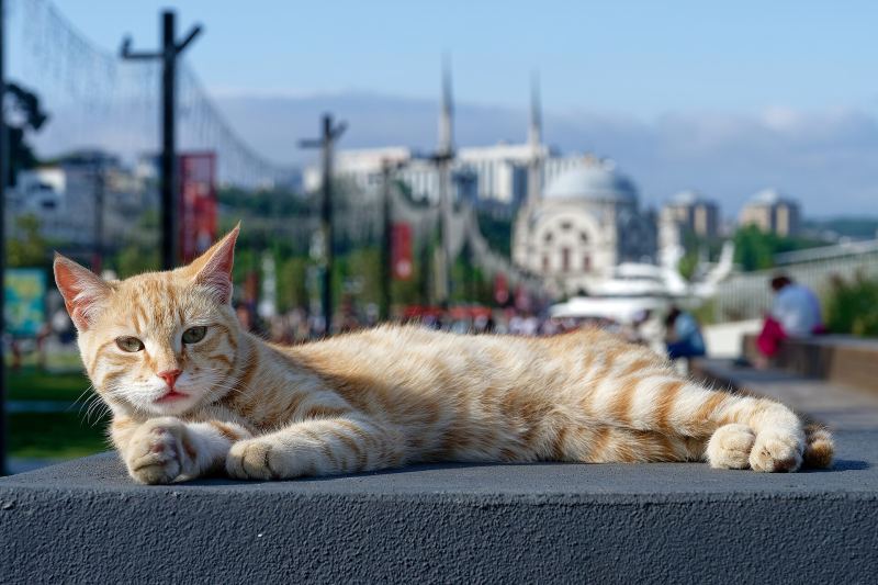 Eine rote getigerte Katze ausgestreckt auf einer niedrigen Mauer am Bosporus in Kabataş, dahinter Kuppeln und Minarette der Dolmabahçe-Moschee