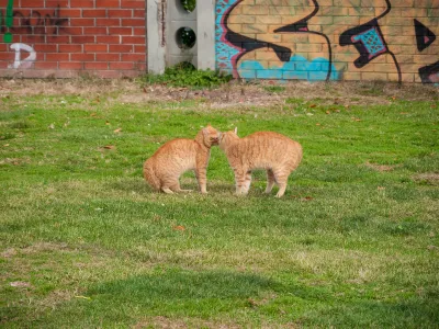 Two ginger cats touching noses on the grass in Kadıköy