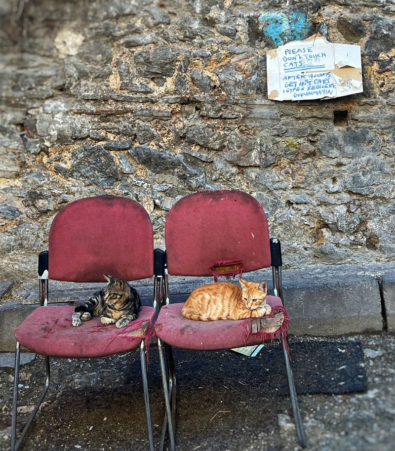 Zwei Katzen eingerollt auf zwei roten Stühlen vor einer alten Steinmauer