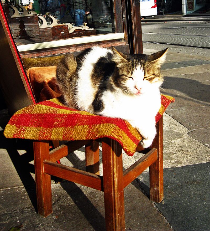 Eine dreifarbige Katze döst in Sirkeci auf einem Holzstuhl mit gestreiftem Kissen