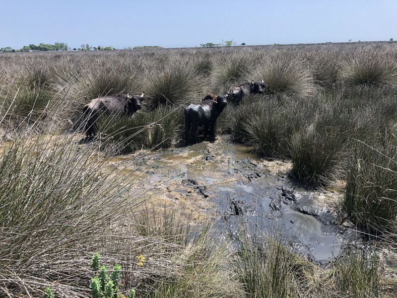 Wasserbüffel zwischen Schilf und Gräsern im Kızılırmak-Delta